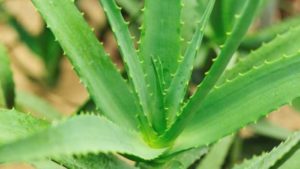 Comprar Aloe Activator Chile